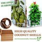 💎 50% OFF! 💎 2026 Upgraded Pure Coco Coir Bricks – Organic, Expandable & Perfect for Seed Starting, Hydroponics & Reptile Bedding 🌱✨