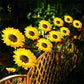 🌻 LIMITED-TIME 50% OFF! ✨ Sunflower Solar Lights – IP65 Waterproof, 14H Glow, Auto Dusk-to-Dawn 🌙