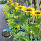 🌻 LIMITED-TIME 50% OFF! ✨ Sunflower Solar Lights – IP65 Waterproof, 14H Glow, Auto Dusk-to-Dawn 🌙
