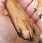 🥳2026 HOT SALE🥳💞50K+ SOLD!✨🐕Wooden Pet Nail File with Replaceable Pads Gentle Paw Grooming Tool for Dogs Cats Small Pets