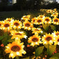 💎 50% OFF! 💎 Waterproof Solar Sunflower Lights – Realistic Petals, IP65 Weatherproof & 8–12H Auto Glow ☀️🌻