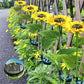 💎 50% OFF! 💎 Waterproof Solar Sunflower Lights – Realistic Petals, IP65 Weatherproof & 8–12H Auto Glow ☀️🌻
