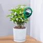 🌱 LIMITED‑TIME 50% OFF! 💦 Professional soil moisture meter for indoor & outdoor plants – Handy, Accurate, Plant‑friendly ✨