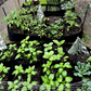 🌱 LIMITED-TIME 50% OFF! ✨ Divided Grow Bags for Plants – Breathable, Drainage, Customizable Grids 🪴