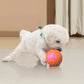 🎉 2026 Sale — Over 10,000 Sold! 🐕 Smart Auto-Bouncing Pet Ball – 3 Interactive Modes 🎾