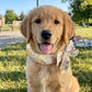🐾 BUY 1 GET 2 FREE! ❄️ Summer Pet Cooling Collar Wrap – Physical Cooling, Reusable, Adjustable 🌊