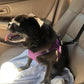 🎉 2026 Sale — Over 26400 Sold!💞 2‑in‑1 Dog Car Seat Belt & Walking Leash‑Headrest Mount 🐕