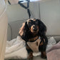 🎉 2026 Sale — Over 26400 Sold!💞 2‑in‑1 Dog Car Seat Belt & Walking Leash‑Headrest Mount 🐕