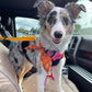 🎉 2026 Sale — Over 26400 Sold!💞 2‑in‑1 Dog Car Seat Belt & Walking Leash‑Headrest Mount 🐕