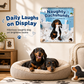 📅 LIMITED-TIME 50% OFF! 🐶 Naughty Dachshunds Dog Wall Calendar – Funny, Writeable, Decorative ✨
