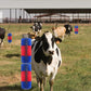 🐄 LIMITED-TIME 50% OFF! 🧶 Livestock Full Massage Grooming Scratching Brush – Soothing, Sturdy, Easy Mount ✨